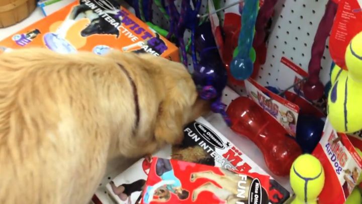 Спасенной собаке дали самостоятельно выбрать свою первую игрушку в зоомагазине 
