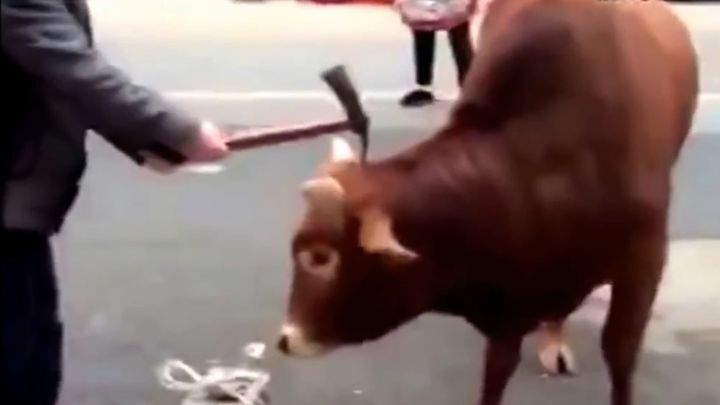 Забойщик точным ударом кирки убивает корову 