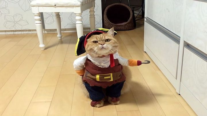  Этот кот, одетый, как пират только что выиграл конкурс на лучший костюм на Хэллоуин 