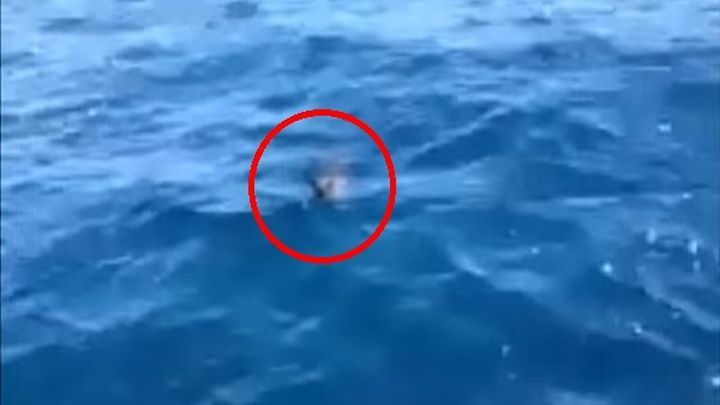 Они снимали видео с лодки, когда произошло то, что можно увидеть, пожалуй, только раз в жизни 
