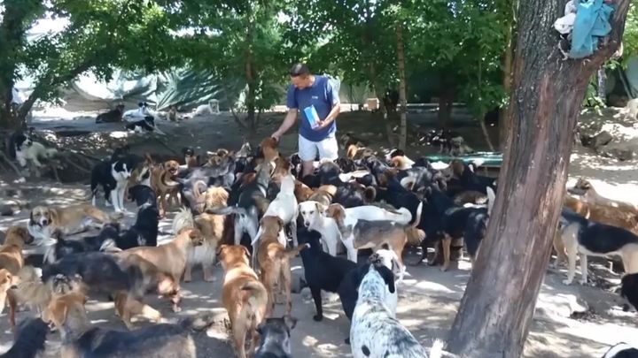 Уникальный приют для собак в Сербии на 450 персон 