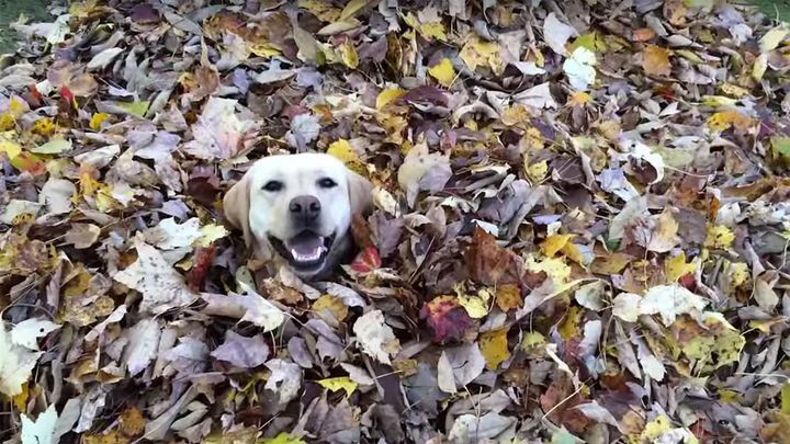 Вот как нужно радоваться осени! Собака ныряет в кучу опавших листьев 