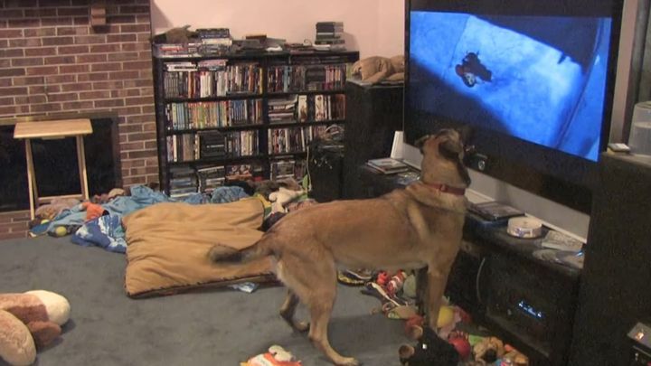 Веселый пес с удовольствием смотрит свой любимый мультфильм — «Вольт» 