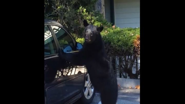 Этот медведь вскрыл автомобиль и сел в него. Вы не поверите зачем он это сделал! 