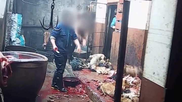 Убийство собак в Китае ради шкур 
