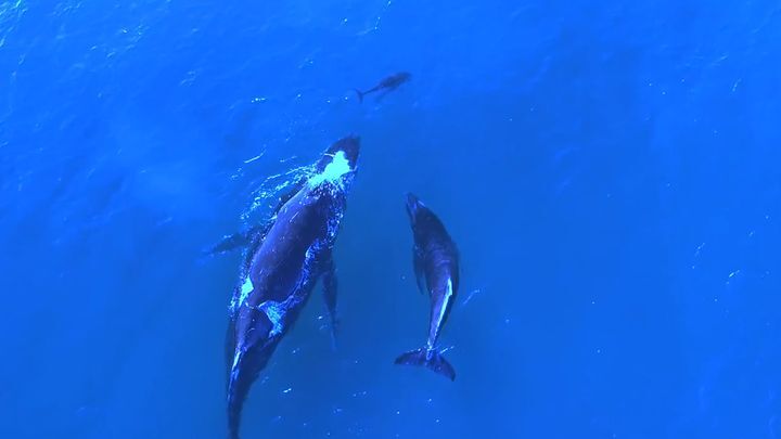 Мама кит и мама дельфин устроили совместную прогулку со своими малышами  