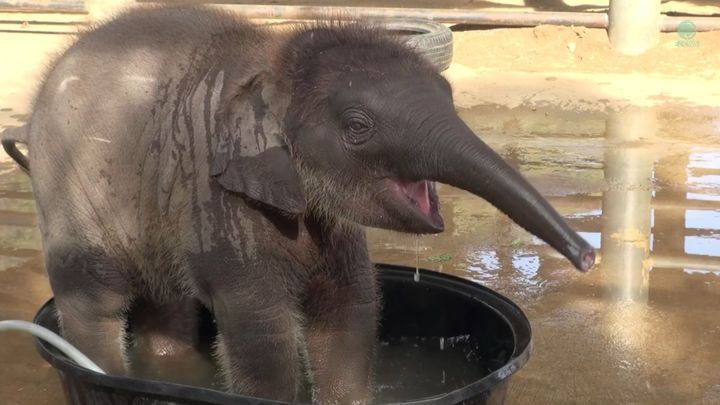 Этот слоненок развлекался, принимая ванну. Но вдруг появилась мама-слониха 