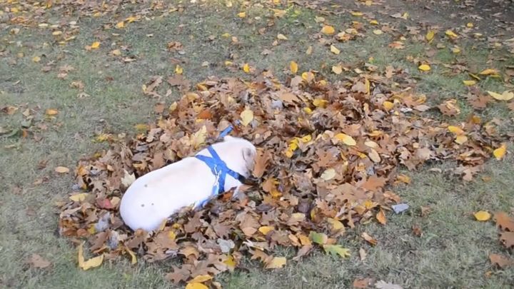 Этот поросёнок впервые увидел кучу осенних листьев и сделал то, что хочется сделать всем! 