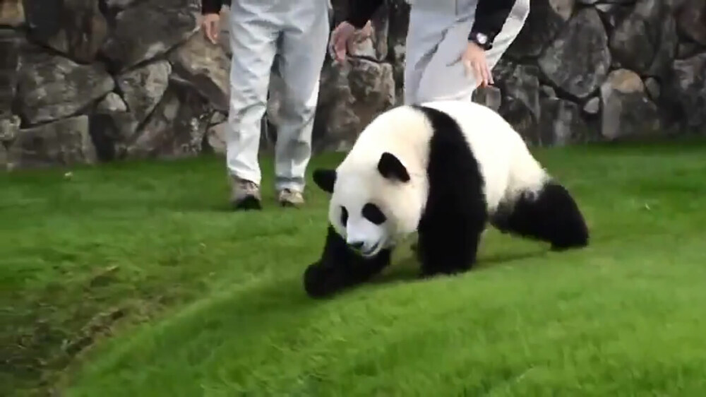 Милый панда в японском зоопарке 