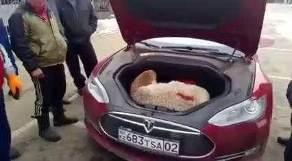 Барана прокатили в багажнике Tesla 