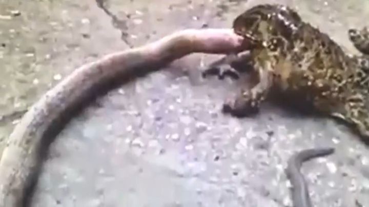 Жаба заживо пожирает змею 
