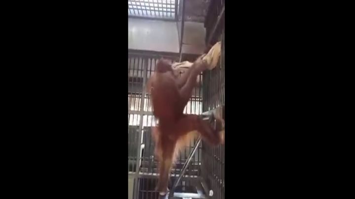 Сообразительная самка орангутанга сделала себе гамак чтобы не спать на бетонном полу 