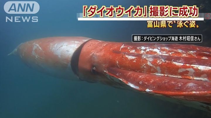 В Японии сняли на камеру редкого гигантского кальмара 