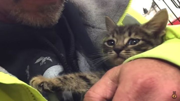 Котенка, упавшего в ливневый сток, спасли спустя 33 часа 