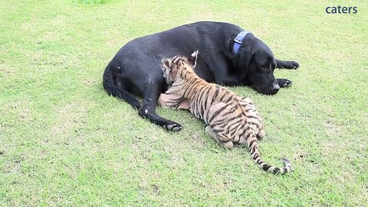 Собака усыновила тигрёнка 