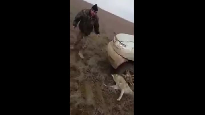 Казахские живодеры раздавили волка и издевались над умирающим животным 