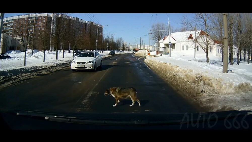 Когда собака умнее некоторых людей 