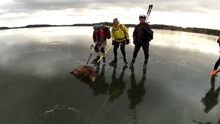 Спасение рядового хрюши на замершем озере 