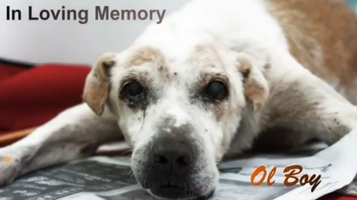  Он всего лишь хотел быть любимым... Волонтеры исполнили давнюю и единственную мечту старого пса 