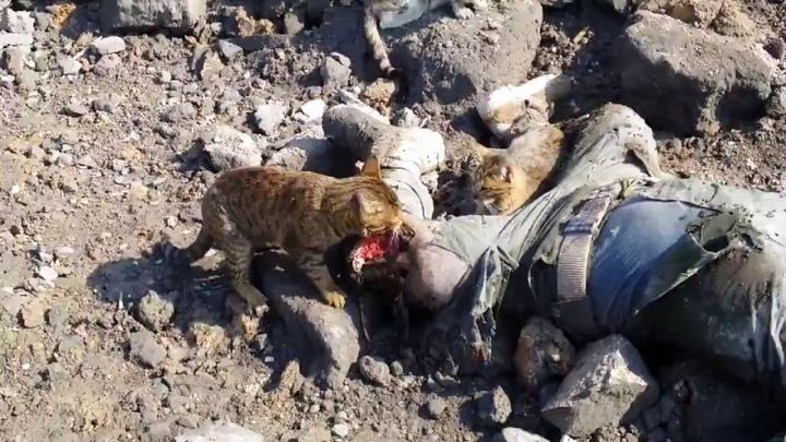 Вот что бывает, если долго не кормить кошечек 