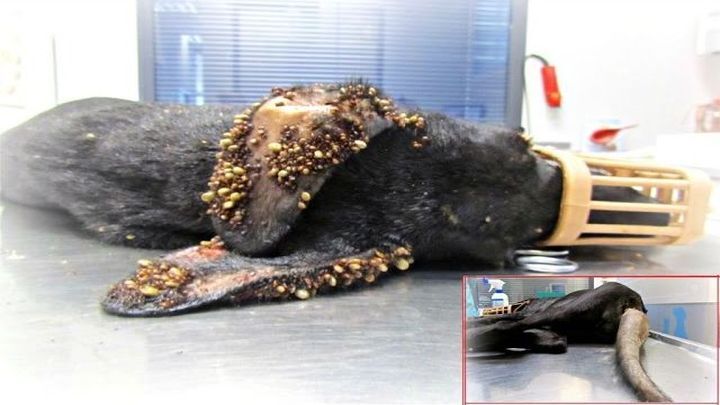  Тело этого щенка была покрыто сотнями клещей, но всё изменилось, когда он попал в заботливые руки  