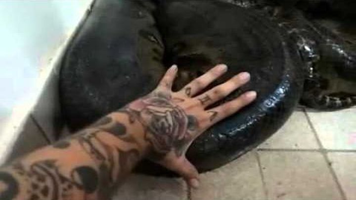 Бразилец чуть не лишился жизни, решив потрогать анаконду, которая заползла в его дом 