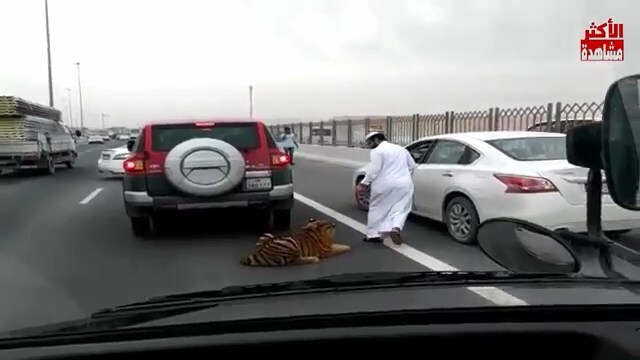 Тигр гулял по оживленной дороге в Катаре 