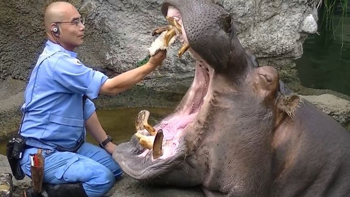Как бегемоту зубы чистят 