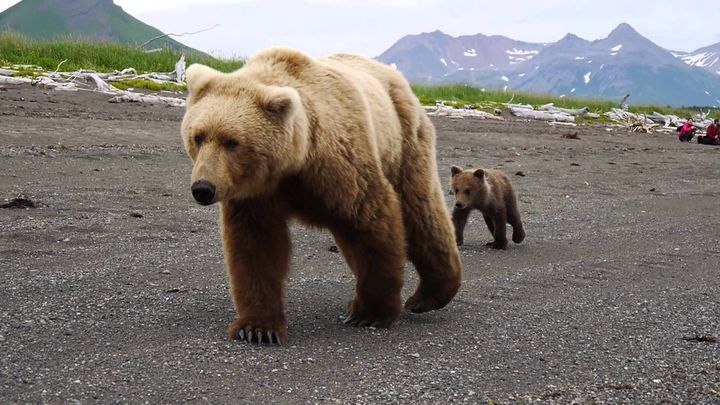 Спокойствие, только спокойствие: медведи не любят суеты 
