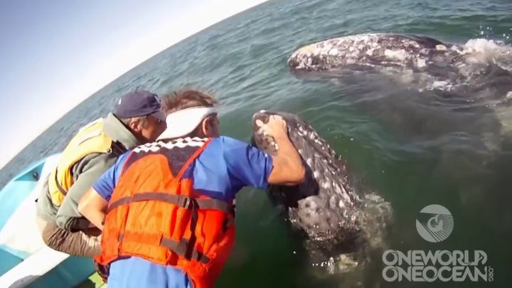 Такое не часто увидишь! Самка серого кита подняла своего детёныша над водой, чтобы показать его людям 