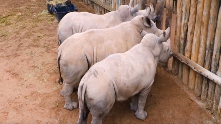 Осиротевшие детеныши носорога плачут и требуют молока 