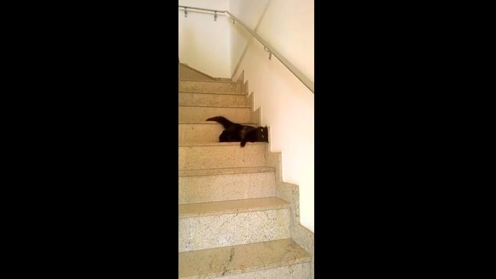 Кот изобрел оригинальный способ спуска по ступенькам 