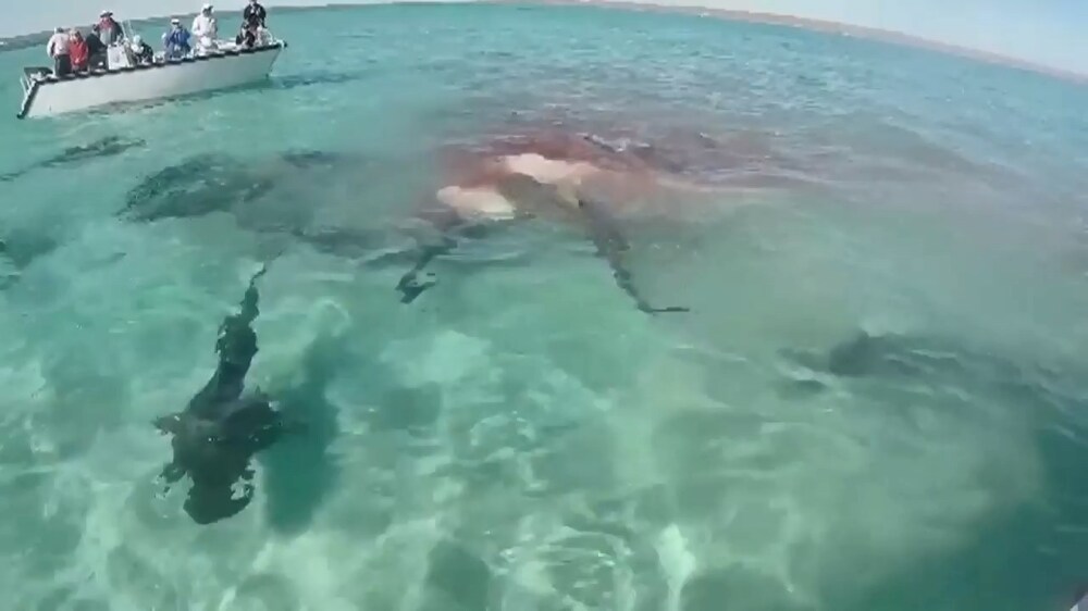 Австралийские акулы едят кита 