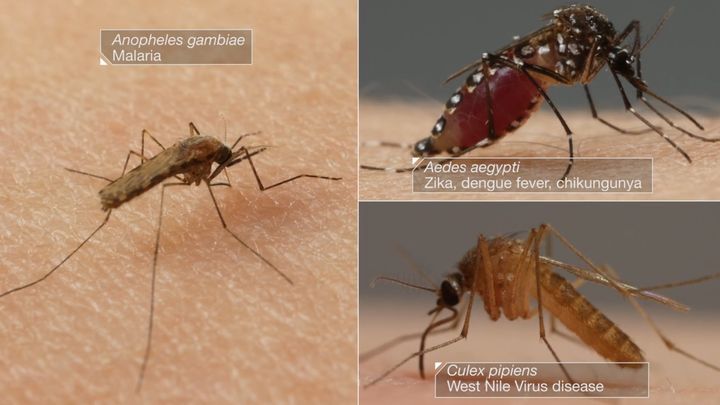 Врага надо знать в лицо! Как комары пьют нашу кровь 
