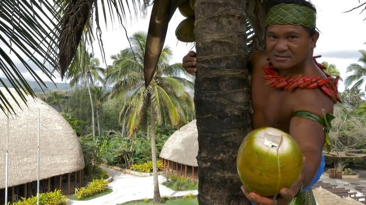 Как забраться на пальму и насладиться кокосом  