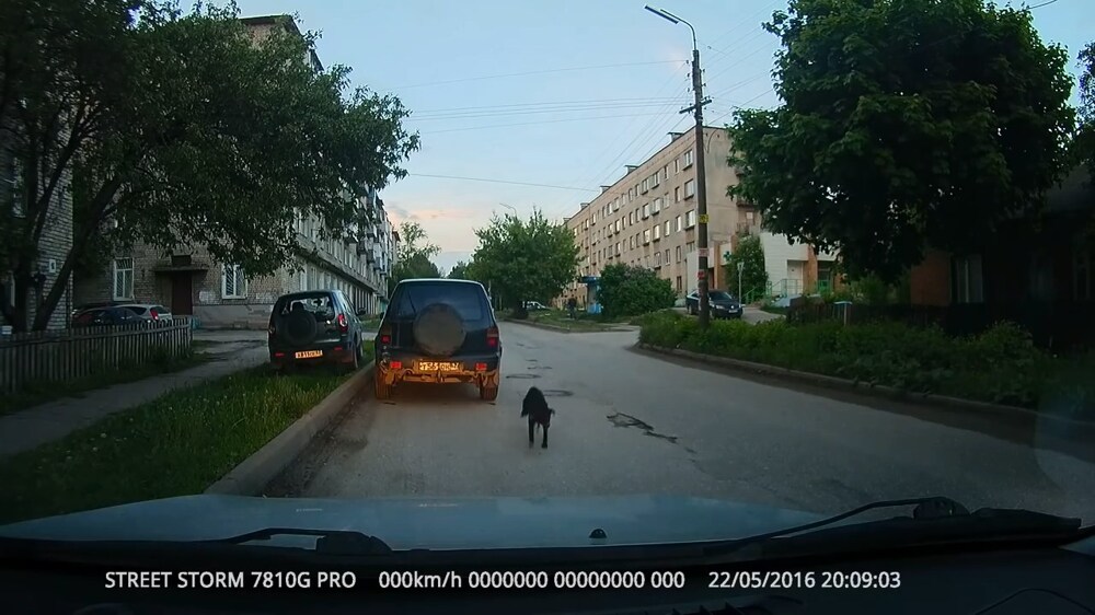 Собака в автомобиль прибегака 