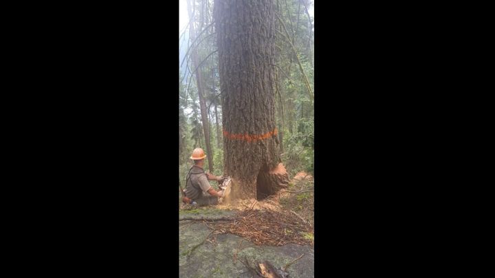 Лесоруб чудом спасся от расколовшегося при спиливании дерева 