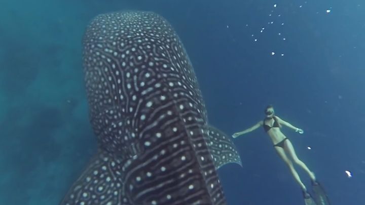 Завораживающее купание с гигантской китовой акулой 