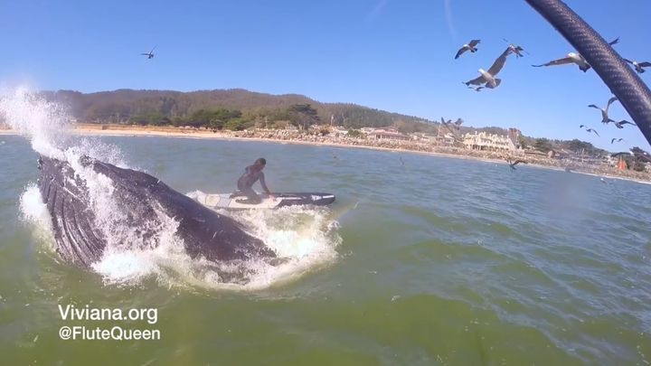 Горбатый кит выпрыгнул из воды в сантиметрах от девушки, катающейся на доске 