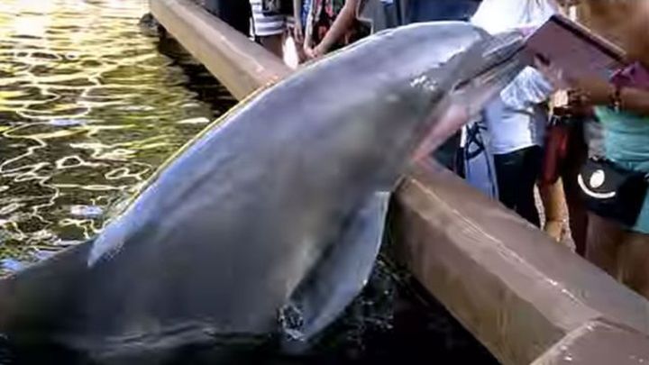 Дельфин украл планшет у туристки 