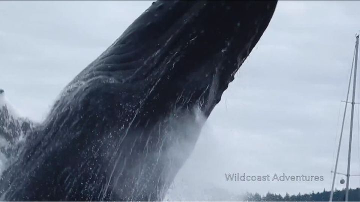 Горбатый кит выпрыгивает из воды на расстоянии вытянутой руки от камеры 