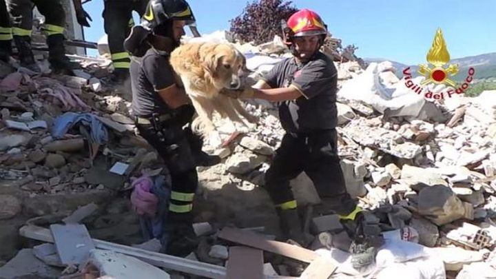 В Италии после землетрясения спасли золотистого ретривера, который провёл десять дней под завалами 