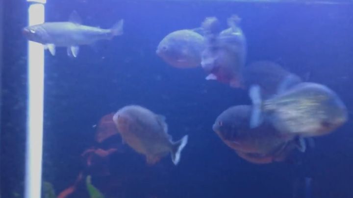 Пираньи в аквариуме заживо съедают форель 