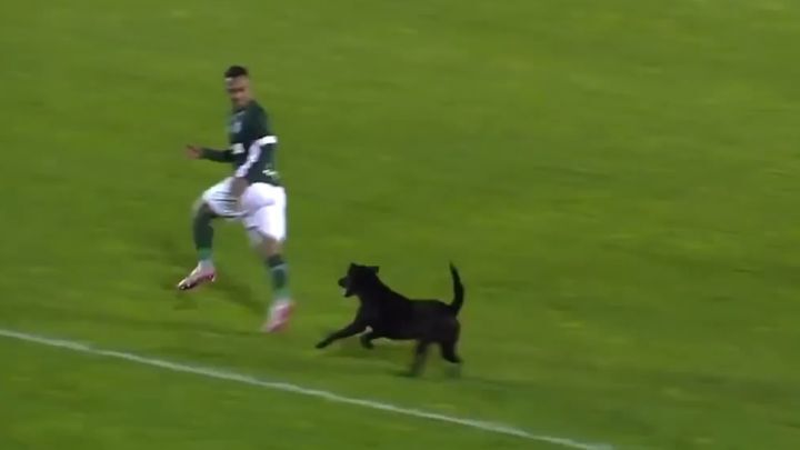 Выбежавший на поле пес изрядно напугал футболиста 