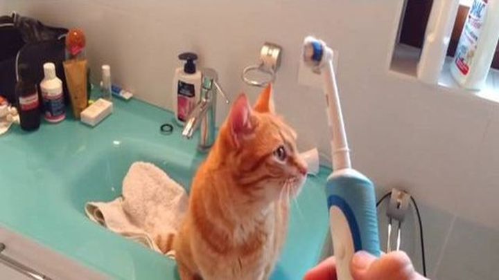 Этот кот просто обожает массаж от электрической зубной щетки 