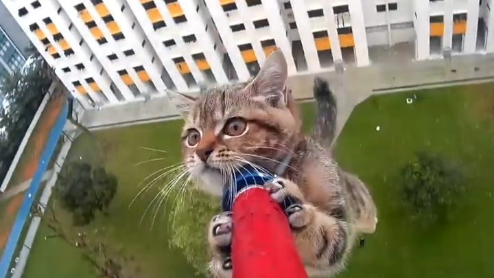 Cпасение крошечного котенка, застрявшего на 12-м этаже 