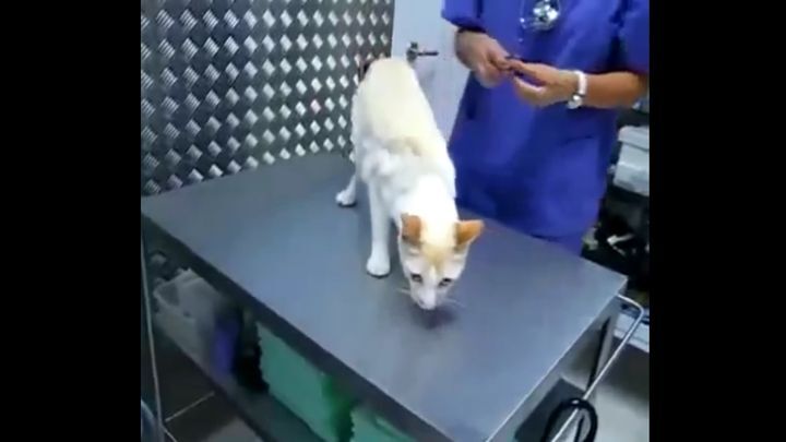 Ветеринар показал как "отключить" кота канцелярским зажимом 