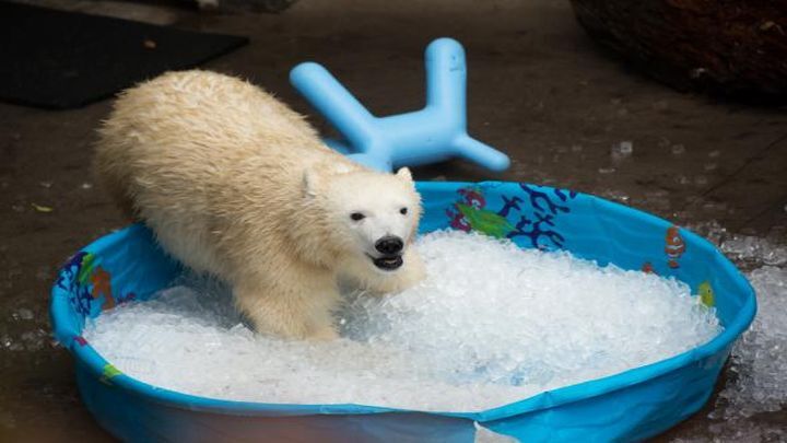 Белый медвежонок наслаждается ледяной ванной 