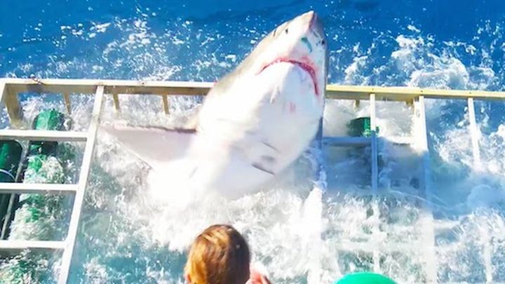   В Мексике гигантская белая акула прорвалась в клетку с дайвером 