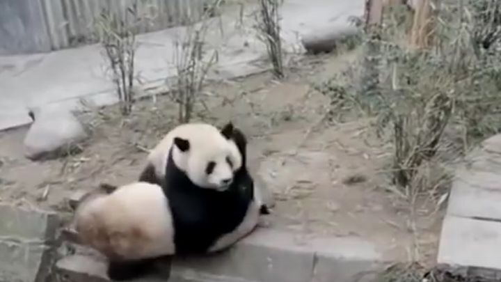 Кунг-фу панды подрались в китайском питомнике  